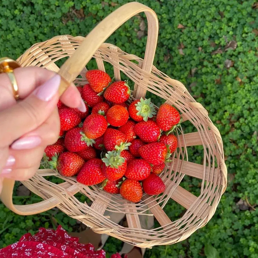 pick your own farm, strawberry field, fresh produce, family farm experience